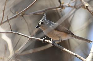 086 Titmouse, Tufted, 2023-03277632 Broad Meadow Brook, MA